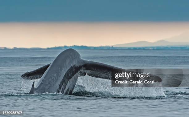 der blauwal (balaenoptera musculus) ist ein meeressäuger, der zu den bartenwalen (mysticeti) gehört und manchmal in der monterey bay in kalifornien vorkommt. - blue whale stock-fotos und bilder