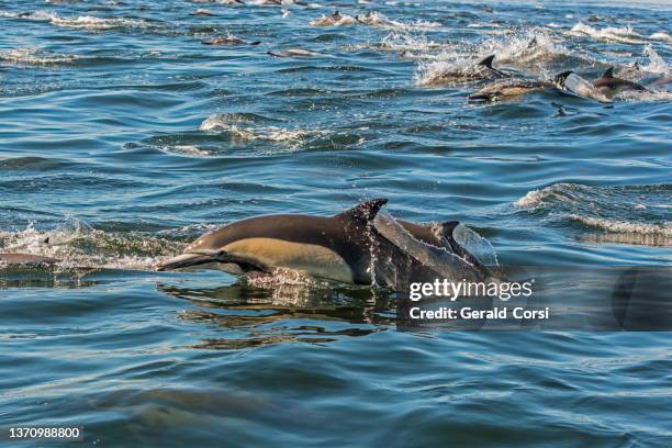 the long-beaked common dolphin (delphinus capensis) is a species of common dolphin. - dolphin and its blowhole stock pictures, royalty-free photos & images