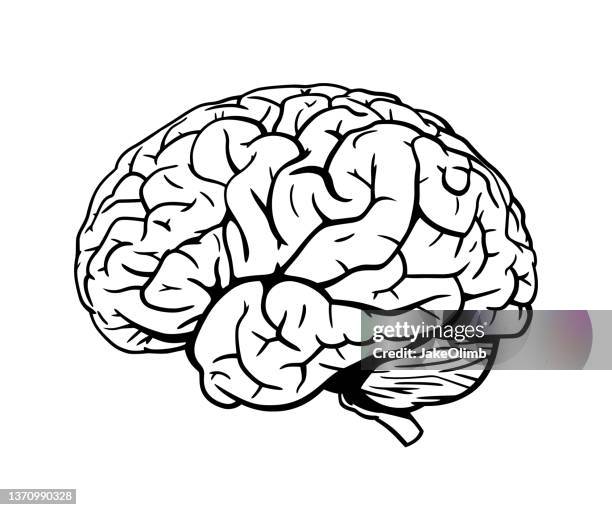 brain hand drawn 3 - cerebrum stock illustrations