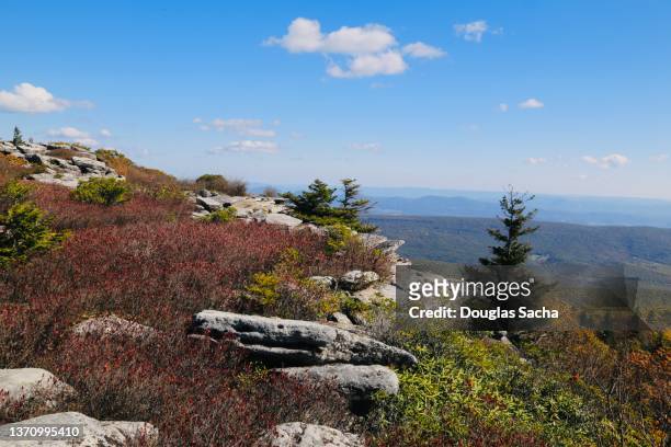 dolly sods wilderness in the allegheny mountains - american wilderness stock pictures, royalty-free photos & images