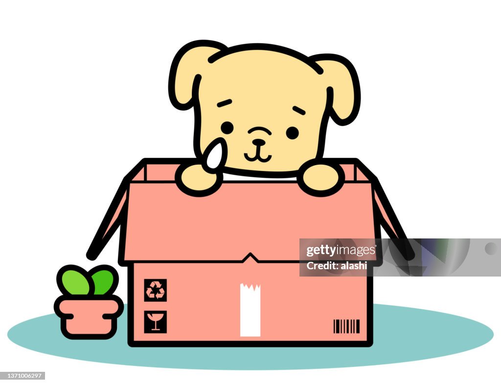 A little dog in a cardboard box waits to be adopted