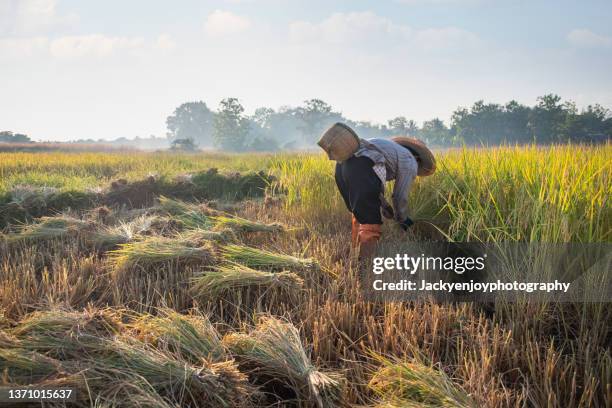 asian female farmer wear hat, holds sickle and harvested rice plants at paddy field. concept : agriculture occupation. happy farmer with organic rice. - gras sense stock-fotos und bilder