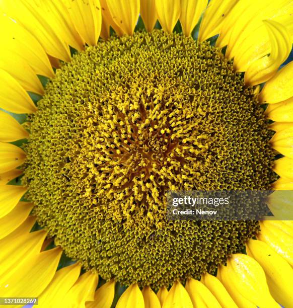 texture of sunflower background - girasol común fotografías e imágenes de stock