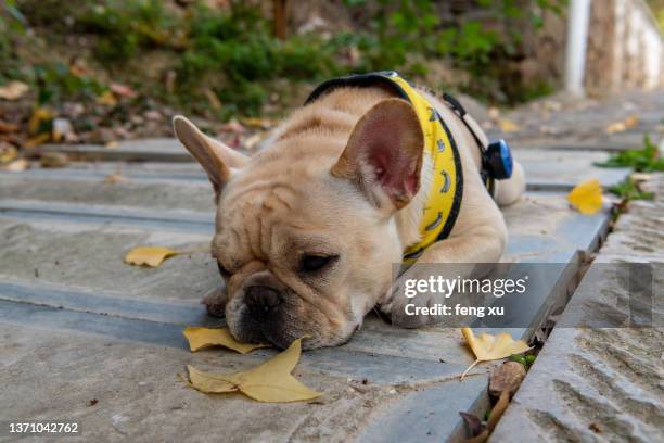 french bulldog - bulldog frances imagens e fotografias de stock