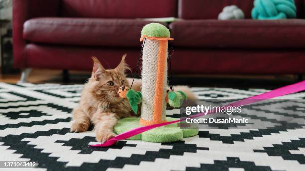 playful cat - cat toy stock pictures, royalty-free photos & images