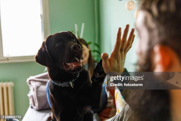 adorable labrador marrón dando cinco altos a su dueño - woman training fotografías e imágenes de stock