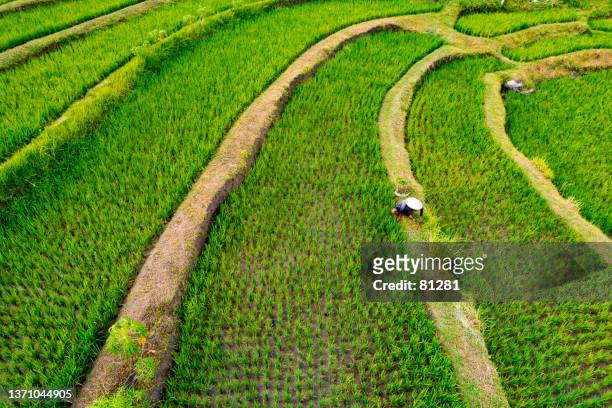 aerial view of a farmer working in a tropical rice field, lombok, indonesia - terraced field stock pictures, royalty-free photos & images