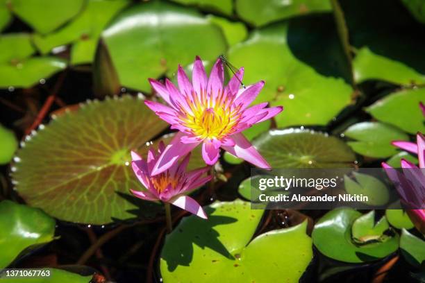 water lily on hainan island - lilium stargazer - fotografias e filmes do acervo