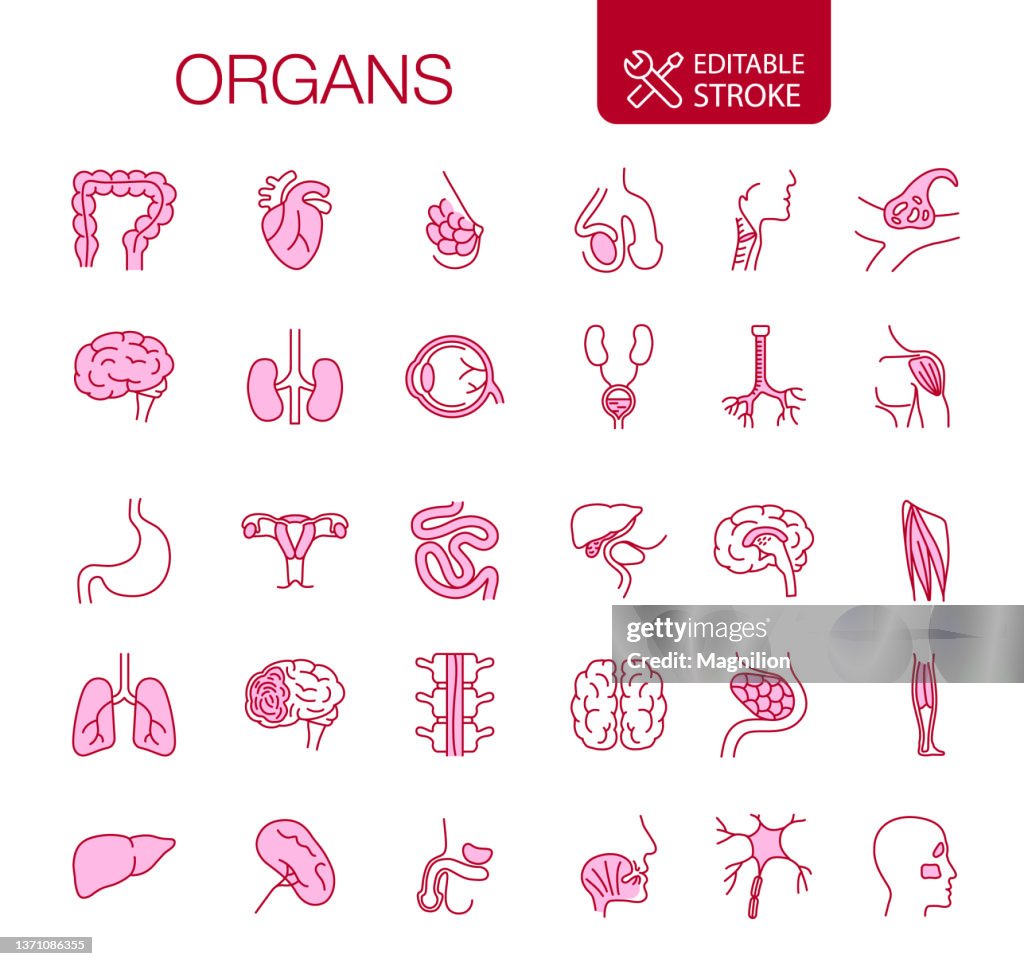 Menschliche innere Organe Icons Set Bearbeitbarer Strich