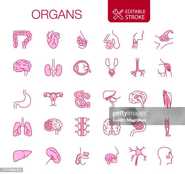 menschliche innere organe icons set bearbeitbarer strich - lymphsystem stock-grafiken, -clipart, -cartoons und -symbole