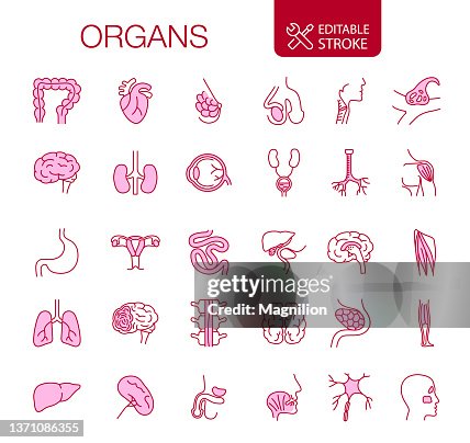 Human Internal Organs Icons Set Editable Stroke Human Internal Organs Icons Set Editable Stroke