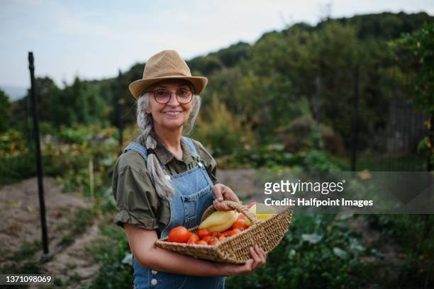 happy senior woman holding basket with homegrown vegetables and looking at camera in garden. - gardening foto e immagini stock