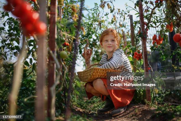 little girl picking tomatoes in summer in garden. - tierra cultivada fotografías e imágenes de stock