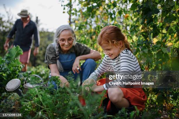grandmother with granddaughter working in garden together. - jardiner photos et images de collection