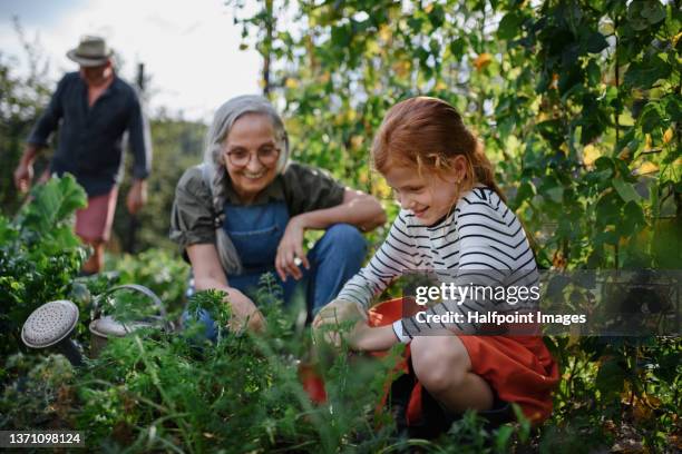 grandmother with granddaughter working in garden together. - lifestyle family photos et images de collection