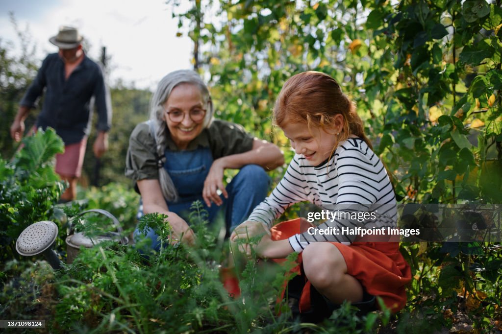 Grandmother with granddaughter working in garden together.