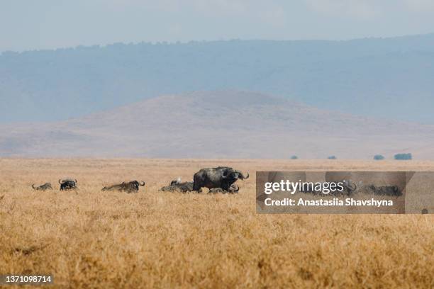grupo de búfalo del cabo en el prado con montañas al fondo en el cráter del volcán ngorongoro, tanzania - región de arusha fotografías e imágenes de stock