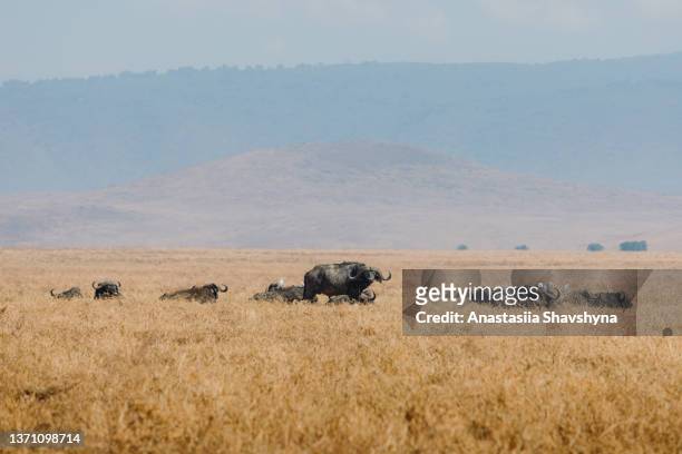 group of cape buffalo on the meadow with mountains on the background in ngorongoro volcano crater, tanzania - arusha national park 個照片及圖片檔