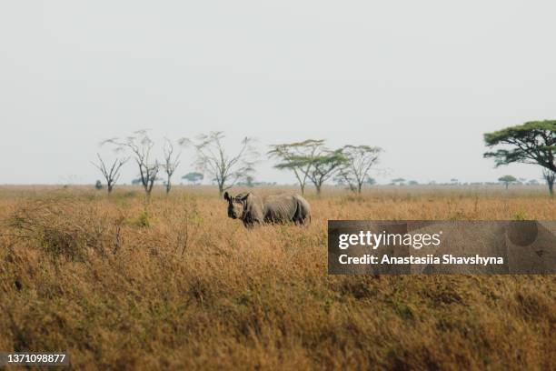 rhino on the morning walk under the tree in serengeti national park, tanzania - cites imagens e fotografias de stock