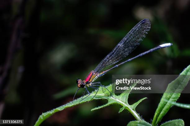 chongqing - damselflies mountain ecology - mayfly nymph stock pictures, royalty-free photos & images