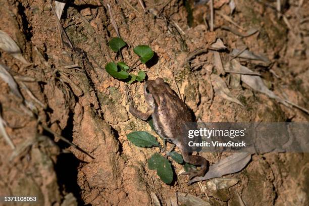 Toad Standing Rear 87 Toad Standing Stock Photos, High-Res Pictures, and Images - Getty Images