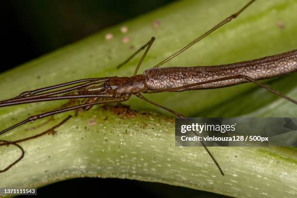 adult long-jawed orbweaver spider,close-up of insect on leaf - orb weaver spider bildbanksfoton och bilder