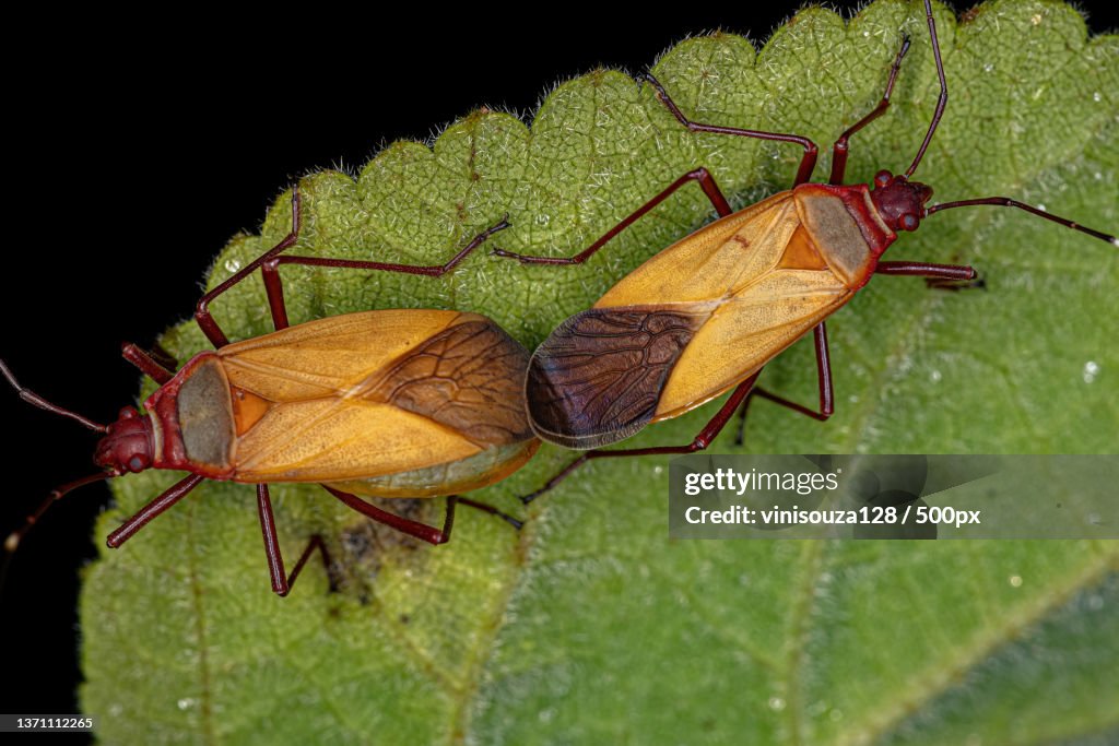 Adult Cotton Stainer Bugs,Close-up of insect on leaf