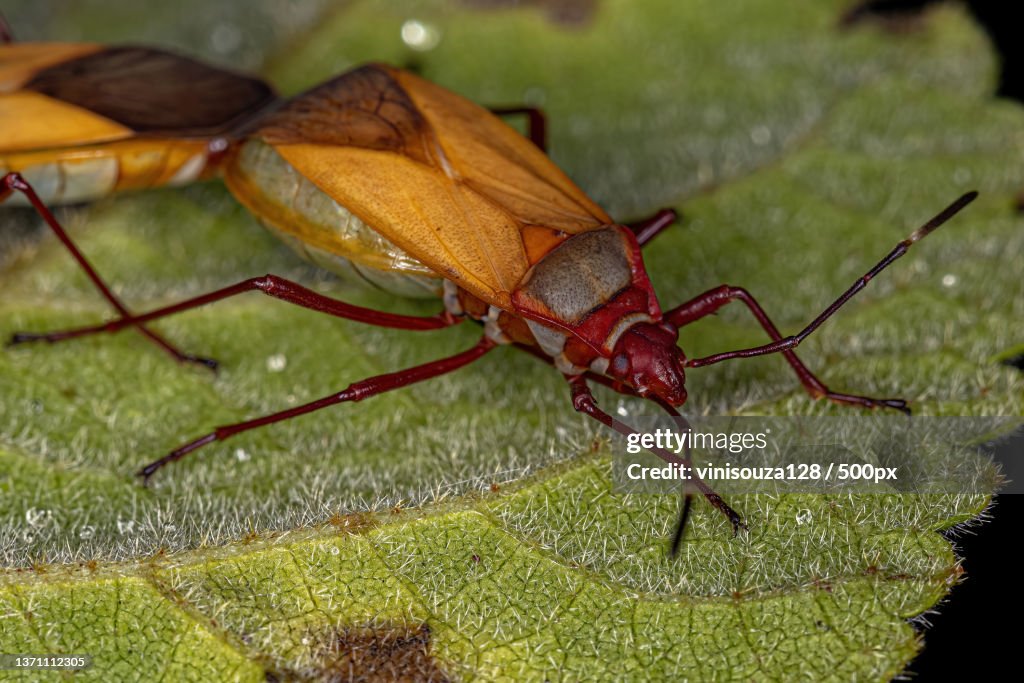 Adult Cotton Stainer Bugs,Close-up of insect on leaf