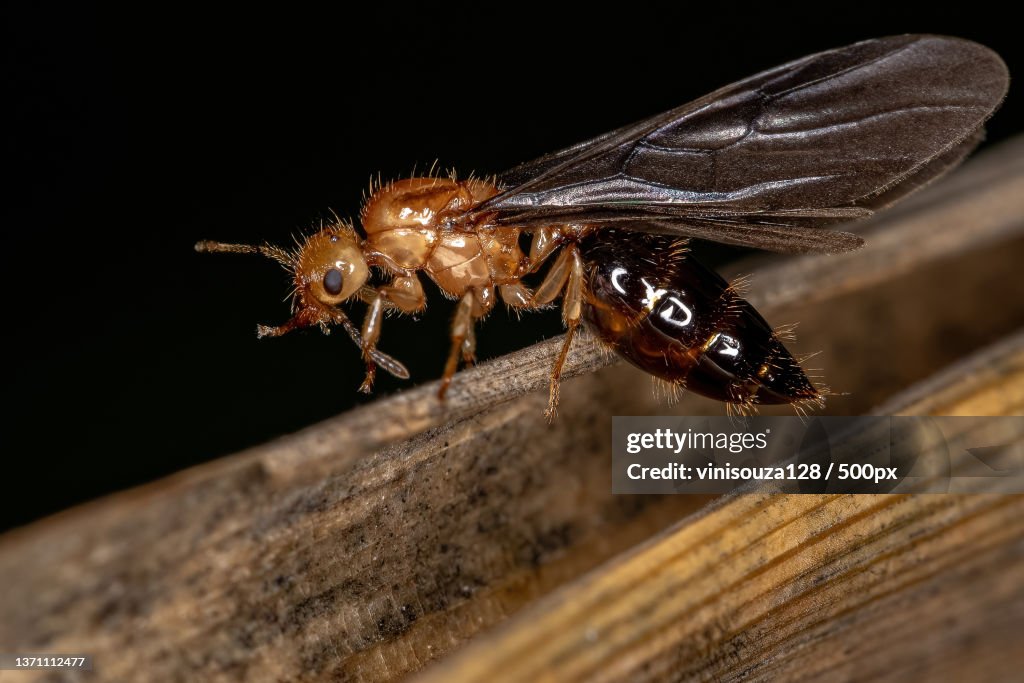 Adult Female Winged Cocktail Queen Ant,Close-up of insect on wood against black background