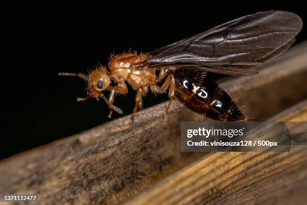 Adult Female Winged Cocktail Queen Ant Closeup Of Insect On Wood Against Black Background, Stock-Foto