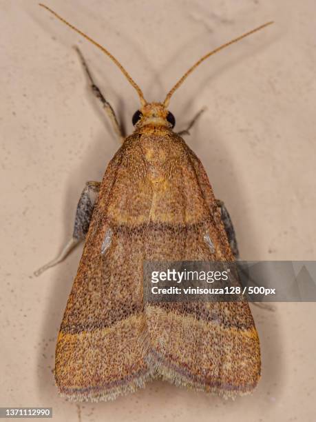 adult scaly-legged pyralid moth,close-up of insect on wall - pyralid moth stockfoto's en -beelden