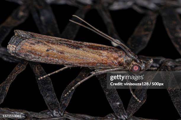 adult lesser cornstalk borer moth,close-up of insect on wood - salobrena toxocrossa fotografías e imágenes de stock