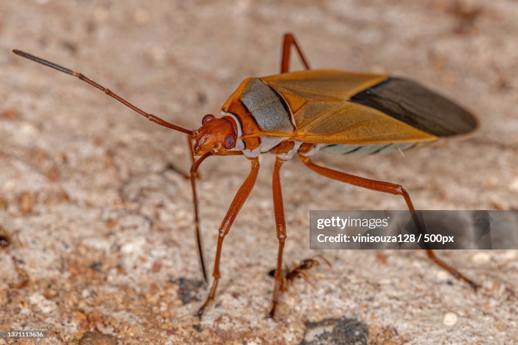 Adult Cotton Stainer Bug,Close-up of insect on field