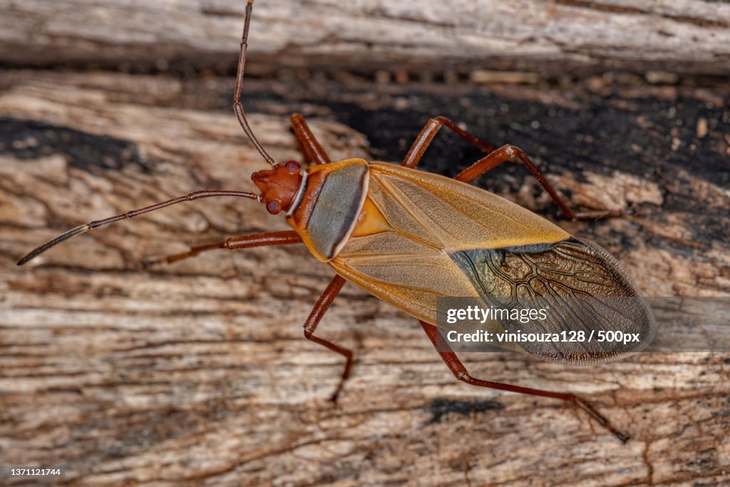Adult Cotton Stainer Bug,Close-up of insect on wood