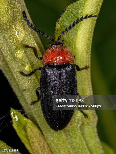 adult firefly beetle,close-up of insect on leaf - glowworm 個照片及圖片檔