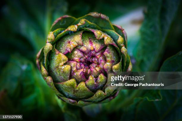 artichoke plant close-up from directly above - ampliar fotografías e imágenes de stock