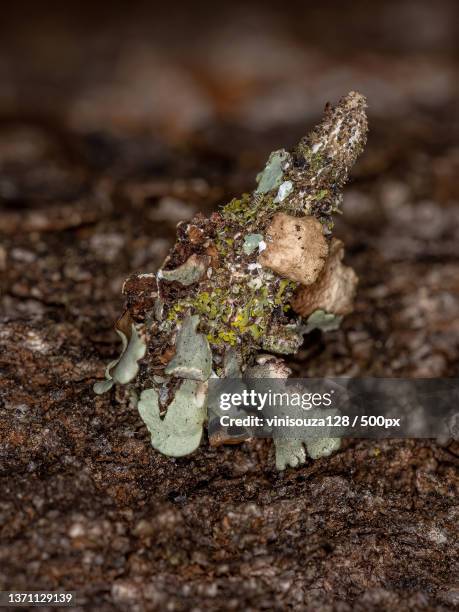 small bagworm moth,close-up of frog on field - bagworm moth 個照片及圖片檔