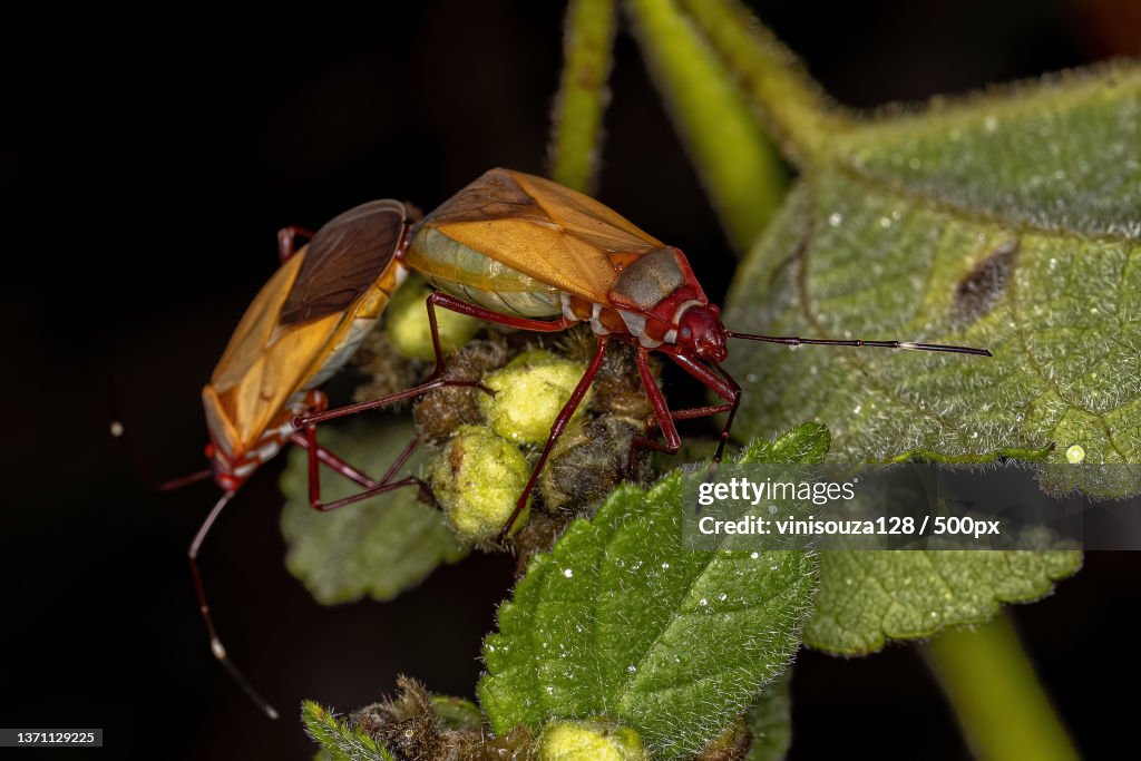 Adult Cotton Stainer Bugs,Close-up of insect on leaf