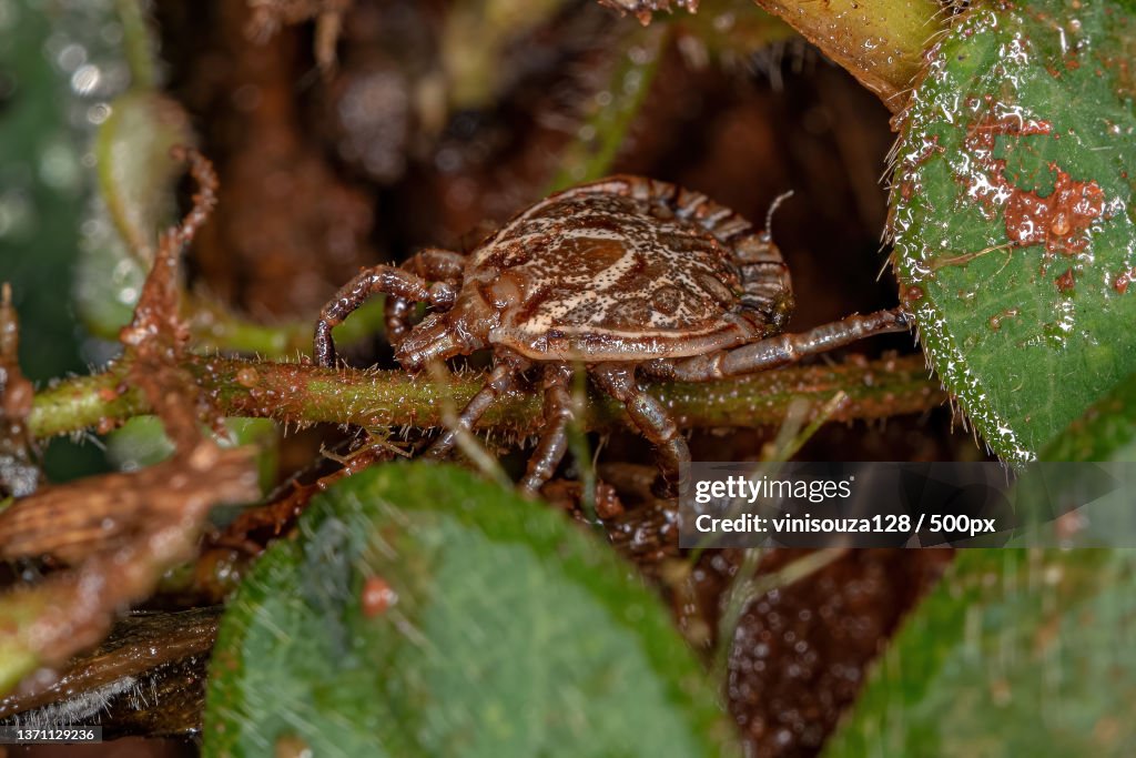 Male Adult Cayenne Tick,Close-up of spider on leaf