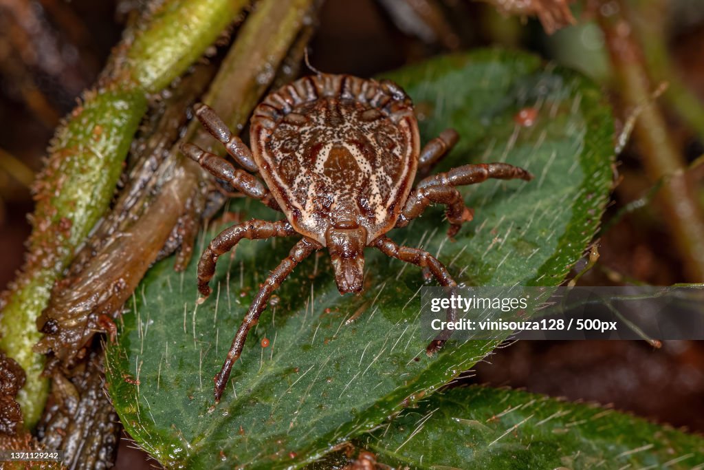 Male Adult Cayenne Tick,Close-up of spider on leaf
