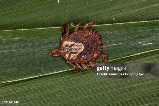 female adult cayenne tick,close-up of insect on leaf - tique brune du chien photos et images de collection