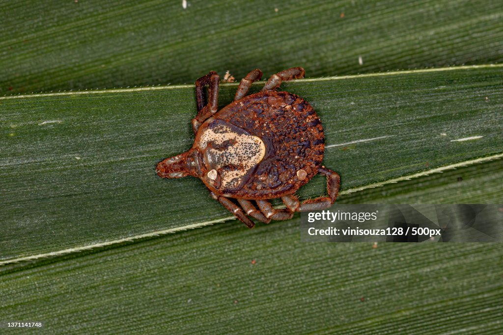 Female Adult Cayenne Tick,Close-up of insect on leaf
