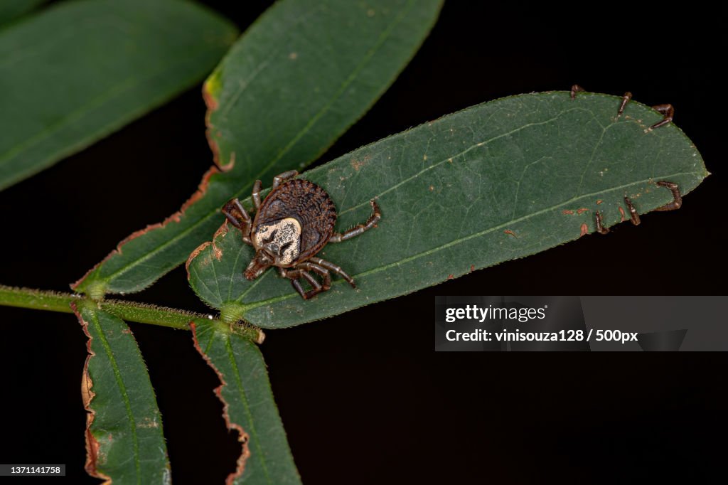 Female Adult Cayenne Tick,Close-up of insect on leaf