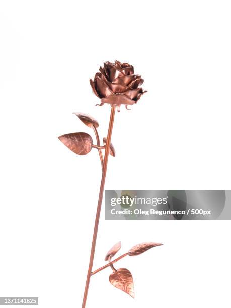 beautiful brass rose,close-up of wilted flower against white background,moldova - rose gold imagens e fotografias de stock