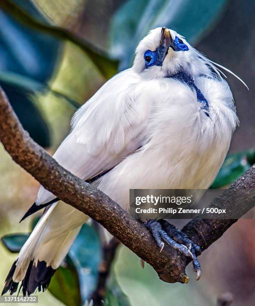 bali myna gazing upward,close-up of magpie perching on branch - bali starling stock pictures, royalty-free photos & images