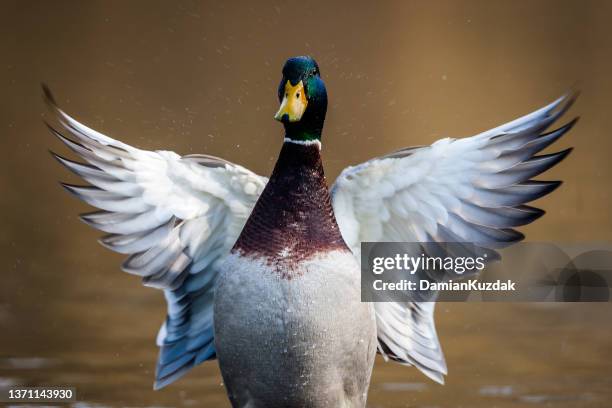 mallard, wild duck (anas platyrhynchos) - mallard duck flying stock pictures, royalty-free photos & images