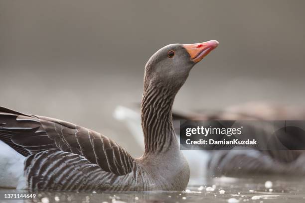 greylag goose, graylag goose (anser anser) - greylag goose stock pictures, royalty-free photos & images