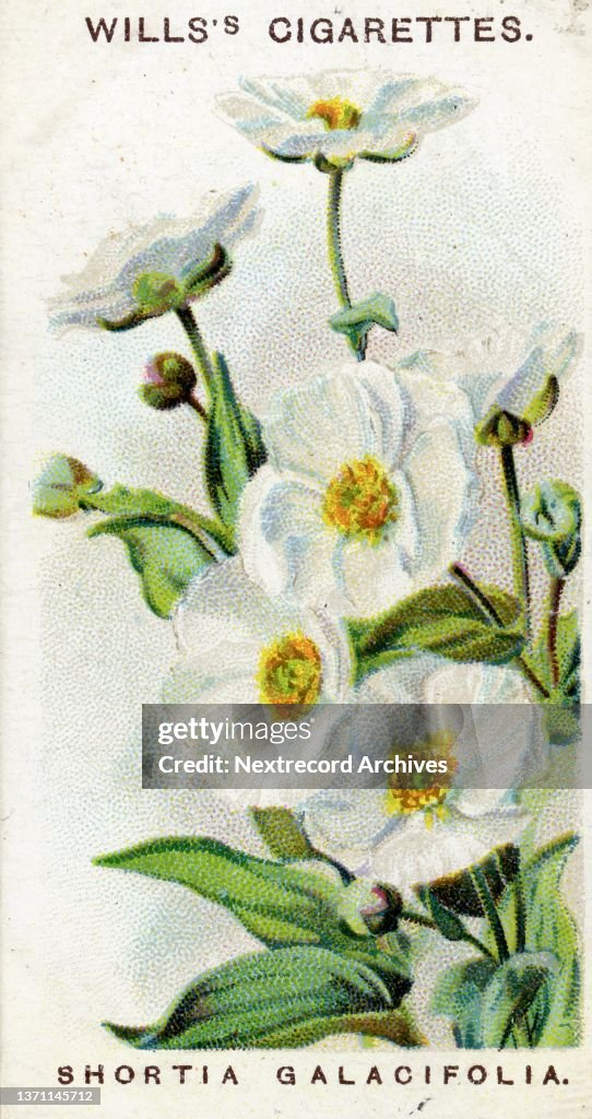 Alpine Flowers series, collectible cigarette card, 1913