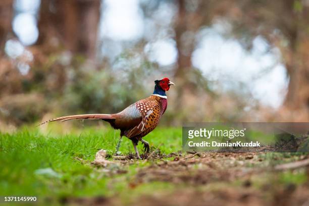 common pheasant (phasianus colchicus) - bird uk bird of prey stock pictures, royalty-free photos & images