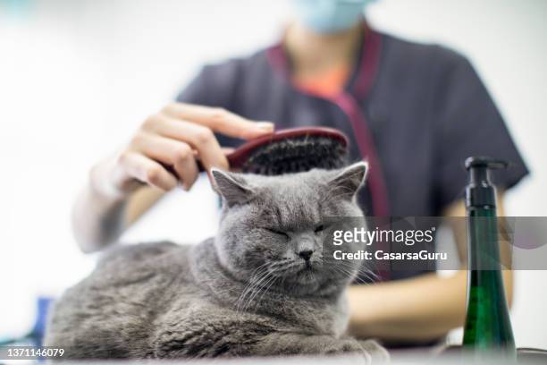 young woman pet groomer brushing british shorthair cat - british shorthair cat stock pictures, royalty-free photos & images